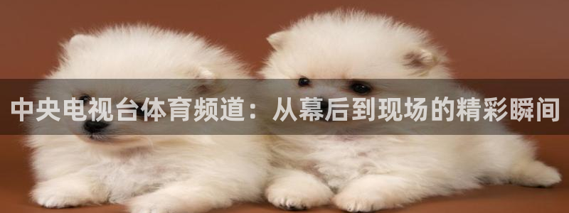 彩票开奖查询,