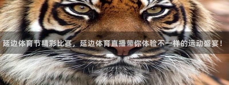 彩票开奖查询,